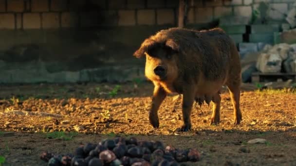Shot Hungarian Mangalica Pig Natural Habitat Farm Animals Concept High — Stock Video