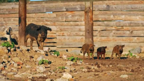 Mangalica Pigs Full Shot Very Rare Hungarian Breed Kept Freerun — Stock Video