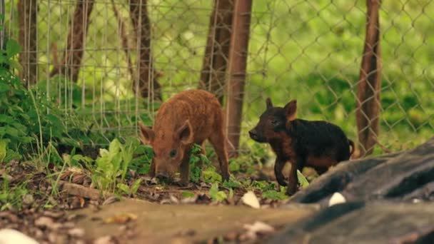在农场里吃的小猪 天然品种 高质量的4K镜头 — 图库视频影像
