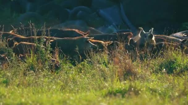 Группа Мангалийских Свиней Бегающих Траве Естественной Породе Домашнему Образу Жизни — стоковое видео