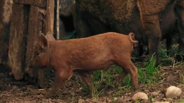 Mangalica Schweine Sehr Seltene Rasse Die Auf Freilandweiden Gehalten Wird — Stockvideo