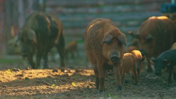 Red Mangalica Pig Breed Farm Rare Hungarian Breed Natural Habitat — Stock Video