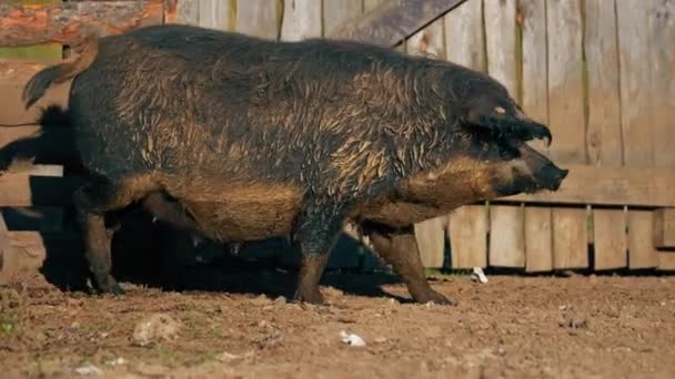 Świnia Mangalica Farmie Codzienne Życie Farmie Pełny Strzał Wysokiej Jakości — Wideo stockowe