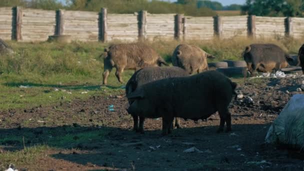 Big Size Mangalica Pigs Landfill Full Shot Natural Rare Breed — Stock Video