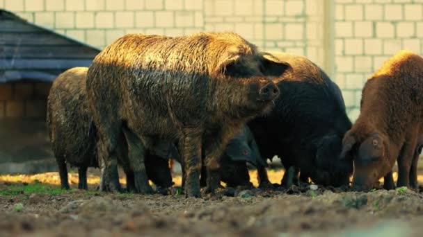 Группа Мангалийских Свиней Питающихся Ферме Концепция Жизни Животных Высококачественные Кадры — стоковое видео