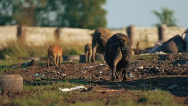 Mangalica Pigs Landfill Back View Rare Hungarian Breed Pig High — Stock Video