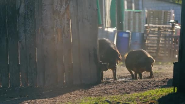 Mangalica Pig Walking Farm Rare Hungarian Breed Animals Concept High — Stock Video