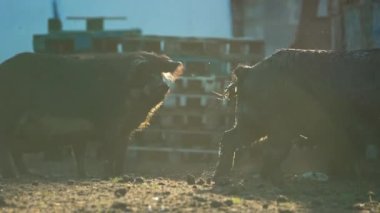 Büyük boy Mangalica domuzları çiftliğin iyonları. Özgür otlaklarda tutulan nadir bir tür. Nadir bulunan evcil hayvanlar. Yüksek kalite 4k görüntü