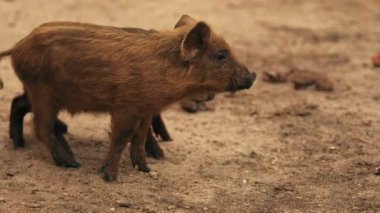 Çiftlikte koşuşturan sevimli Mangalica domuzları, çiftlik hayvanları için refah ve bakım. Yüksek kalite 4k görüntü