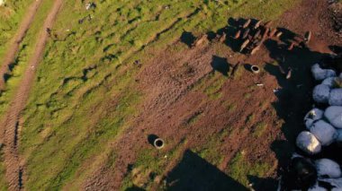 Çöplükte çalışan Mangalica domuzları nadir bulunan domuz yetiştiriciliği konsepti, hava manzarası. Yüksek kalite 4k görüntü