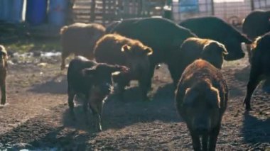 Mangalica, kalın ve kıvırcık saçlı bir Macar evcil domuz türüdür. Yüksek kalite 4k görüntü
