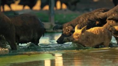 Mangalica domuzu - Etinin sağlık özellikleri yüzünden geri dönen nadir bir Macar domuzu. Yüksek kalite 4k görüntü