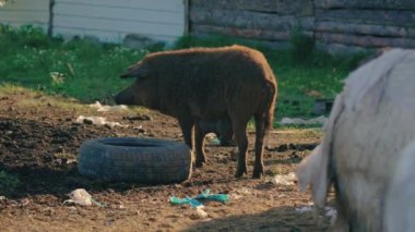 Mangalica domuzları karada, nadir bulunan bir Macar domuzu türü. Yüksek kalite 4k görüntü
