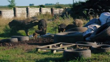 Mangalica domuzları eski araba lastikleri ve doğal yaşam ile çevrili çimenlerde yürüyor. Yüksek kalite 4k görüntü