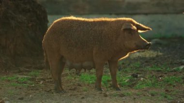 Bir Mangalica domuzu, evcil bir Macar domuzu. Yüksek kalite 4k görüntü