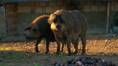 Mangalica domuzları güneş ışığı altında doğal beslenme ve doğal beslenme alanlarında dolaşıyorlar. Yüksek kalite 4k görüntü