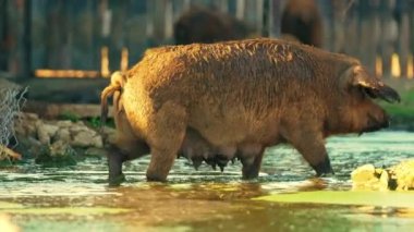 Mangalica domuzu doğal ortamında yürüyor, çiftlik yaşam tarzı konsepti, doğal cins. Yüksek kalite 4k görüntü