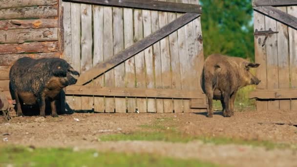 Mangalica Pig Farm Rare Breed Kept Freerun Pastures Domestic Life — Stock Video