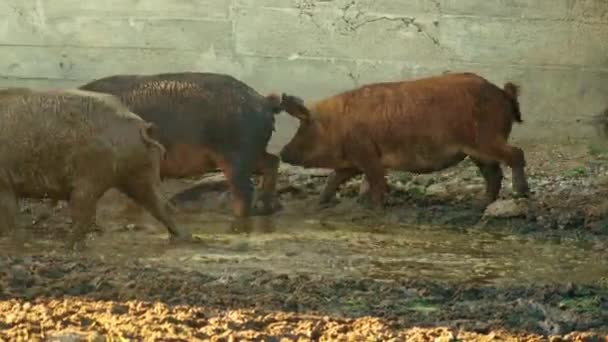 Mangalica Pigs Farm Very Rare Hungarian Breed Domestic Pigk Natural — Stock Video
