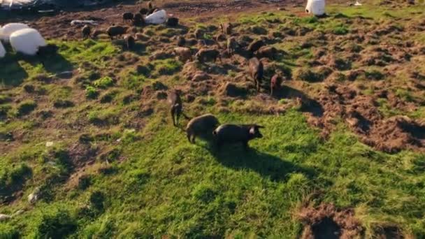 Mangalica Schweine Die Einem Sonnigen Tag Auf Dem Acker Spazieren — Stockvideo