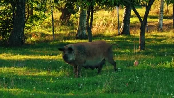 Húngaro Raça Encaracolado Porcos Mangalica Cabeludo Andando Grama Vida Agrícola — Vídeo de Stock