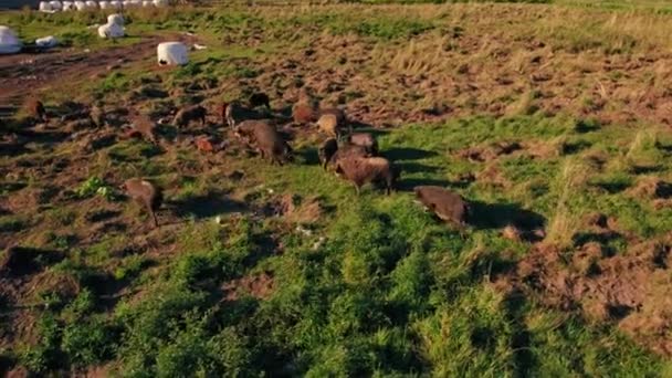 Mangalica Pigs Gazing Agricultural Field Aerial Drone Shot 高质量的4K镜头 — 图库视频影像