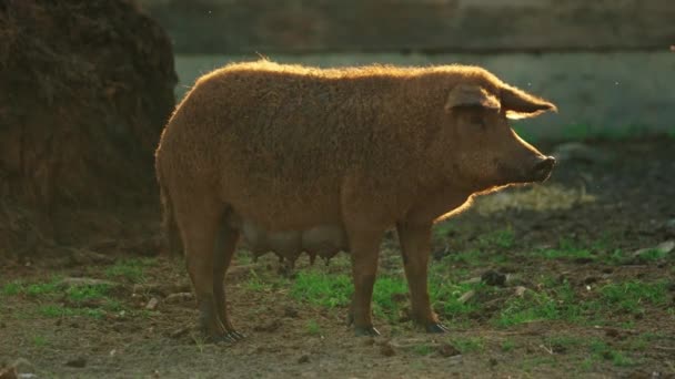 Vollbild Eines Mangalica Schweins Einer Ungarischen Hausschweinrasse Hochwertiges Filmmaterial — Stockvideo