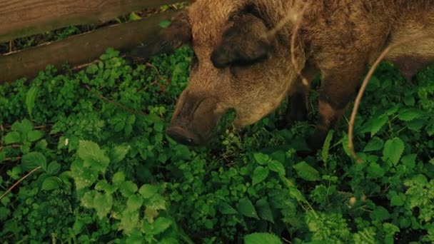 Ungarische Mangalica Schweine Fressen Das Gras Natürliche Rasse Nutztierkonzept Hochwertiges — Stockvideo