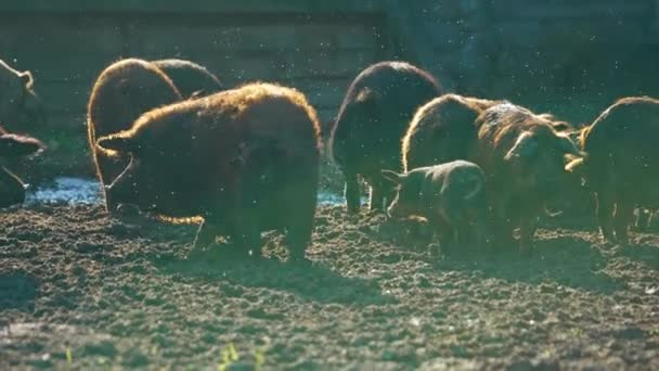 Мангалийские Свиньи Поросята Ходящие Грязи Мангаликанские Свиньи Выращивают Густой Вьющийся — стоковое видео