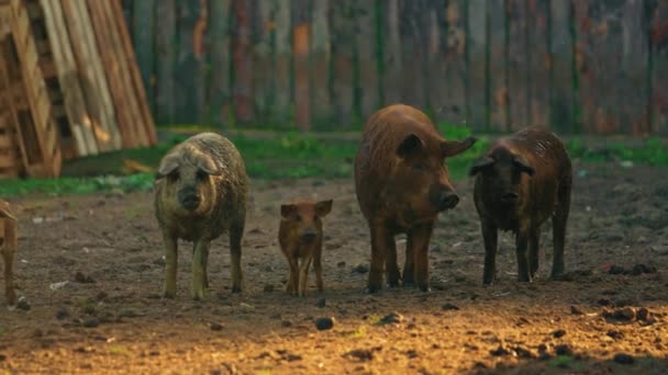 Mangalica Pig Primary Product Made Pig Sausage Usually Packed Pigs — Stock Video