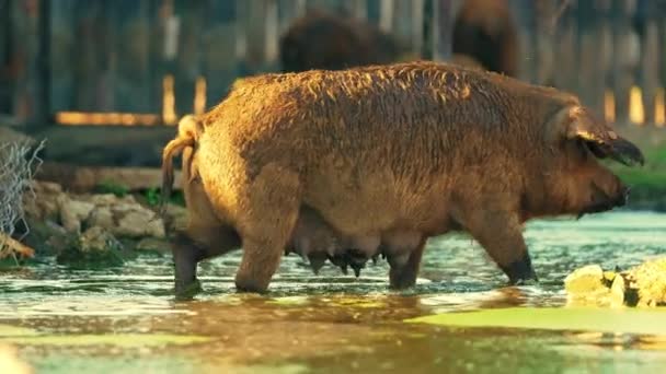 Mangalica Schweine Wandern Seinem Natürlichen Lebensraum Bauernhof Lifestyle Konzept Natürliche — Stockvideo