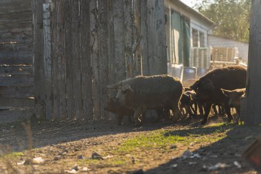 Mangalica domuzları ve domuzları sabah güneşinde tarım arazisinde özgürce koşuyorlar. Yüksek kalite fotoğraf