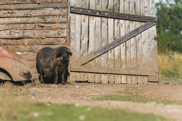 Cochon Mangalica Brun Poilu Extérieur Sur Les Terres Agricoles Photo — Photo