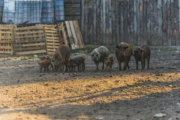Groupe Porcs Mangalica Âge Différent Sur Une Terre Agricole Photo — Photo