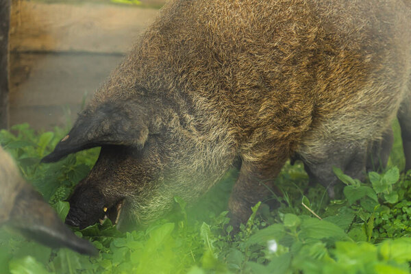 Close up Mangalica pig grazing on fresh grass, organic farming. High quality photo
