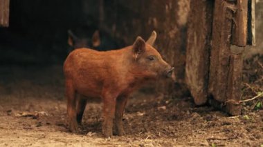 Kahverengi kıvırcık saçlı Macar domuz yavrusu, organik çiftlik. Yüksek kalite 4k görüntü