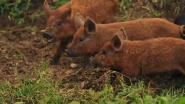 Kahverengi kıvırcık saçlı Macar domuzcukları organik çiftliğin dışındaki otlaklarda. Yüksek kalite 4k görüntü