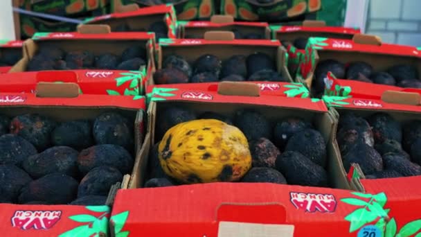 2023 Warschau Polen Voedsel Verspillen Concept Dozen Van Rotte Avocado — Stockvideo