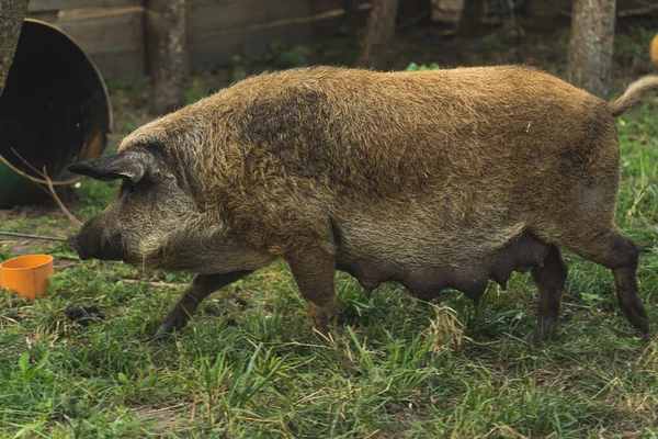 Mangalica Feeding Female Pig Organic Farming High Quality Photo — Stock Photo, Image