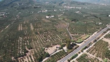 Kissamos 'taki geniş zeytin bahçeleri havadan bakıldığında görülebiliyor. Zeytinyağı ve zeytin üretimi. Doğal mallar. Yüksek kalite 4k görüntü