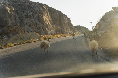 Kalipso Korsan fiyortu 'na giden yolda yürüyen keçiler, Yunan hayvanları. Yüksek kalite fotoğraf