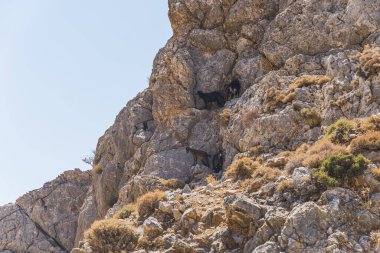 Girit, Chania 'daki muhteşem Seitan Limania plajını izleyen keçiler. Yüksek kalite fotoğraf