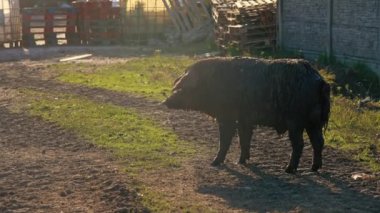 Mangalica domuzları çiftlikte güneşin tadını çıkarıyorlar, ev hayatı tarzında. Yüksek kalite 4k görüntü