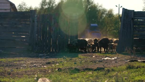 Groep Van Hongaarse Mangalica Varkens Biggen Lopen Rond Boerderij Dierenwelzijn — Stockvideo