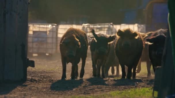 Welfare Care Farm Animals Mangalica Pics Farm Hungarian Breed High — Stock Video