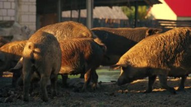 Çamurda durup yemek yiyen bir grup mangalica domuzu, Macar prestijli cins. Yüksek kalite 4k görüntü