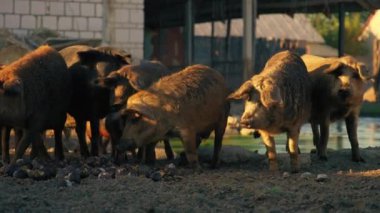 Macar Mangalica domuzları çamurda yürüyor, çiftlik hayatı kavramı. Yüksek kalite 4k görüntü