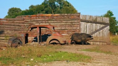 Mangalica domuzları çiftlikte güneşin tadını çıkarıyorlar, ev hayatı tarzında. Yüksek kalite 4k görüntü