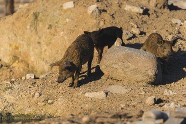 Kahverengi Mangalica domuzcukları kayalık arazide güneş ışığında, organik çiftlikte. Yüksek kalite fotoğraf