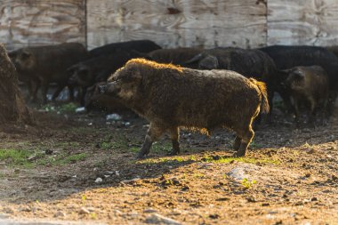 Organik çiftlikteki Macar domuzları. Yüksek kalite fotoğraf